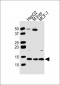 GLRX5 Antibody (Center)